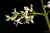 <p>I fiorellini bianchi hanno la <a href=glos_bot.php?v=corolla>corolla</a> formata da 4 petali saldati a tubo che si aprono all'apice in 4 lobi.</p>