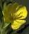 <p>I fiori sono grandi ed hanno la <a href=glos_bot.php?v=corolla>corolla</a> composta da 4 petali gialli, più larghi che lunghi, leggermente <a href=glos_bot.php?v=retuso>retusi</a> all'apice.</p>