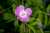 <p>I fiori sono grandi e vistosi con <a href=glos_bot.php?v=corolla>corolla</a> a 5 petali di color porpora.</p>
