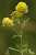 <p>La <a href=glos_bot.php?v=corolla>corolla</a> è solitamente gialla, in alcuni fiori screziata di violetto.</p>