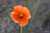<p>I fiori hanno la <a href=glos_bot.php?v=corolla>corolla</a> composta da 4 petali rosso-scarlatti.</p>