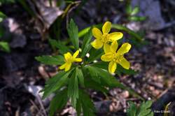 Foto di Anemone gialla