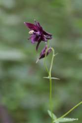 Foto di Aquilegia scura, Aquilegia nerastra