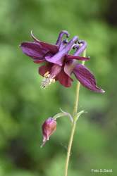 Foto di Aquilegia scura, Aquilegia nerastra