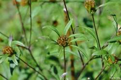 Foto di Forbicina peduncolata