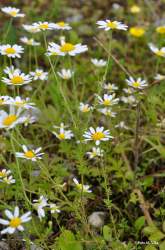 Foto di Camomilla austriaca, Antemide austriaca