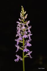 Foto di Orchidea macchiata