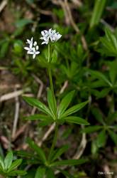 Foto di Caglio odoroso, Stellina odorosa