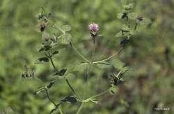 Foto di Menta d'acqua