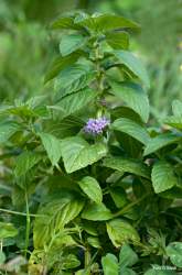 Foto di Menta campestre 