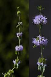 Foto di Menta poleggio