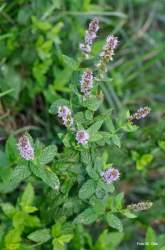 Foto di Menta romana