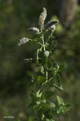 Foto di Menta a foglie rotonde