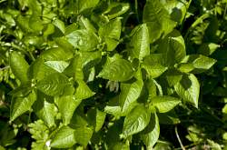 Foto di Mercorella bastarda