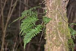 Foto di Felce dolce, Falsa liquirizia