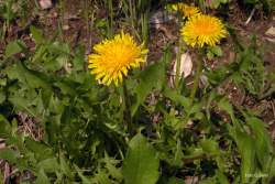 Foto di Tarassaco, Soffione, Dente di leone